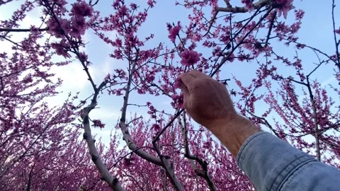 Man's hand trying to reach and touch pink blooming branches of peach trees Stock Footage 148371153