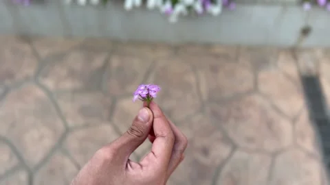 Man's hand twists small flowers Stock Footage 234052161