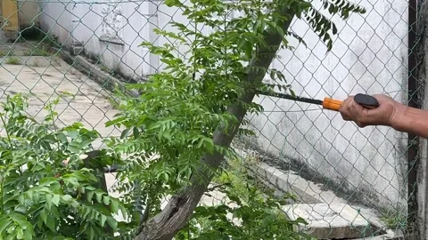 Man’s hand using a hand saw to prune curry tree branches Stock Footage 320532871