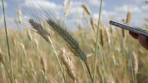 Man's hand using smartphone in front of a yellow wheat field. agricultural Video stock 135272688