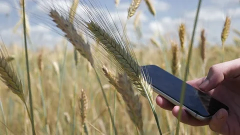 Man's hand using smartphone in front of a yellow wheat field. agricultural Video stock 135272692
