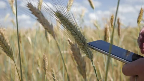 Man's hand using smartphone in front of a yellow wheat field. agricultural Video stock 135274857