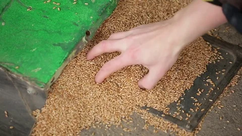Man's hand verifies the integrity of the grain of wheat Stock-Footage 75442808