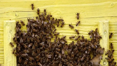 The man's hand is very close to the bees Video stock 158095614