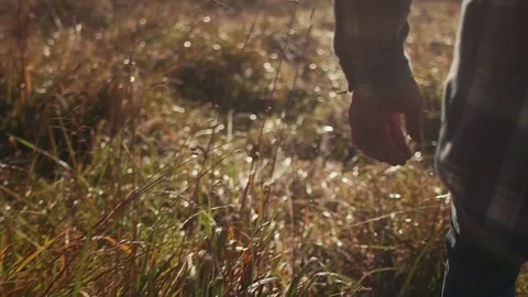 Man's Hand Walking Through Wheat During Morning Sunrise (Tracking) Stock Footage 81491983