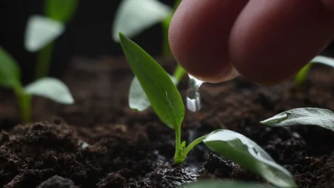 A man's hand water sprouts Stock Footage 87471861