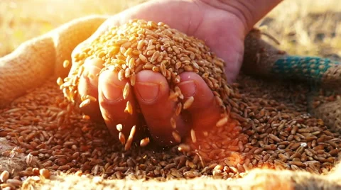 Man's hand in a wheat grains 库存影片 54562817