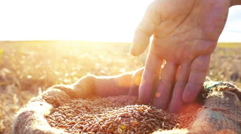 Man's hand in a wheat grains 库存影片 54563153