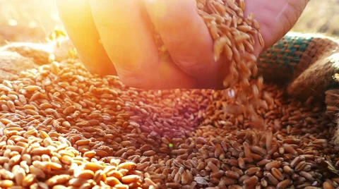 Man's hand in a wheat grains Stock Footage 54563766