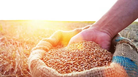 Man's hand in a wheat grains Stock Footage 54564026