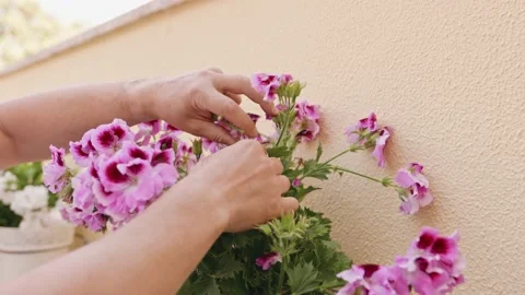 The man's hands carefully clean the dried flowers. Stock-Footage 203842968