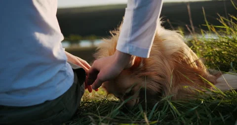 Man's hands caressing a small Pomeranian Spitz. Close-up shot. Stock Footage 153879766