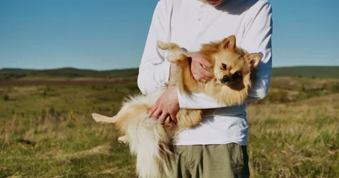 Man's hands caressing a small Pomeranian Spitz. Close-up shot. Stock Footage 153879832