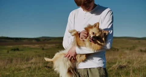 Man's hands caressing a small Pomeranian Spitz. Close-up shot. Stock Footage 153879860