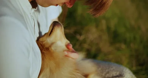 Man's hands caressing a small Pomeranian Spitz. Close-up shot. Stock Footage 153880848