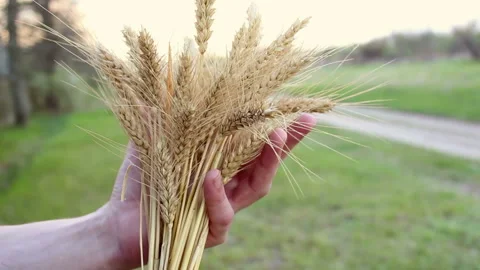 Man's hands check the quality of spikelet wheat . 스톡 동영상 130595709