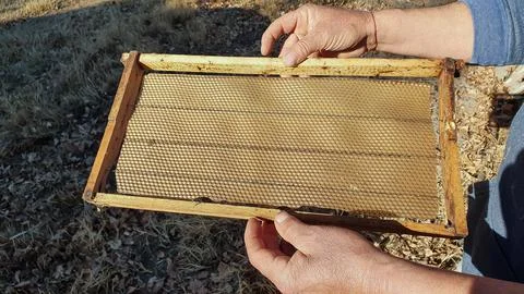 Man's hands checking old beehive. Stock Photos