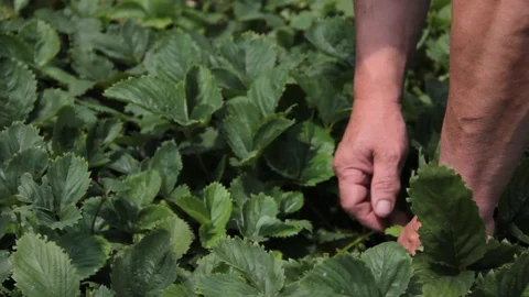 Man's hands collect strawberries on a bed Stock Footage 87905618