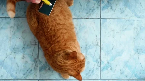 Man's hands comb red British cat. Cat tries to escape but hands return it back 스톡 동영상 111245942