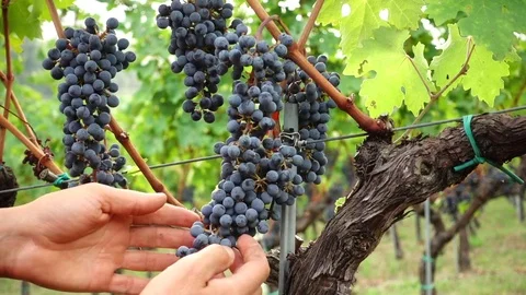 Man's hands control bunch of red wine grapes in a italian vineyard on Bologna hi Stockbeeldmateriaal 80912877