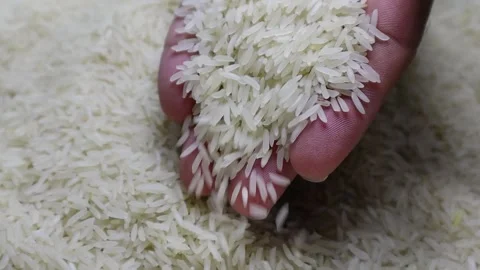 Man's Hands Cradle Raw White Rice Grains Stock Footage 251803498