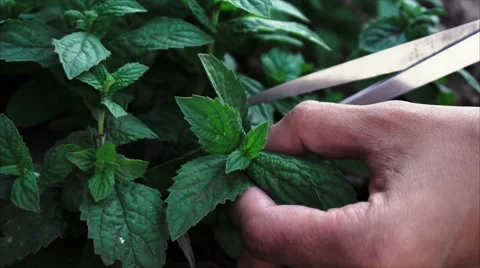 Man's hands cut mint leaves with scissors Stock Footage 67539872
