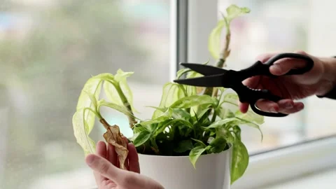 Mans hands cutting with scissors dry leaves of dieffenbachia plant. Stock Footage 257449034