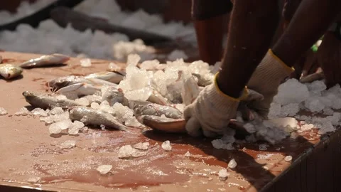Man's hands grab fish from table with ice, loading fish, fish market workers Stock Footage 207806892