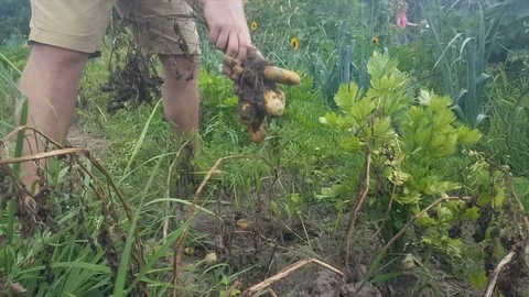 Man’s hands harvest potatoes, remove potatoes from plant, celery plants, soil Vídeos de archivo 78710628