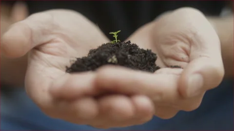 Man's hands with heart shape holds a little bud. Life concept and growth Stock Footage 143201665
