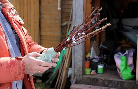 A man's hands hold a bunch of cherry tree cuttings Stock Photos