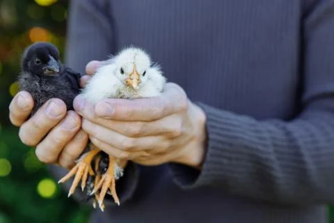 A man's hands hold a crow and a yellow chicken. Stock Photos