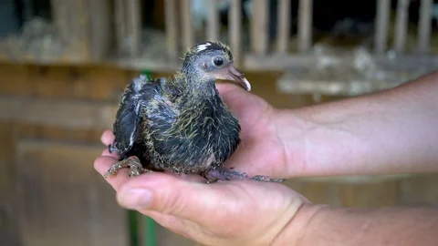 Mans hands hold young squab pigeon before fly out of the nest Stock Footage 126777866