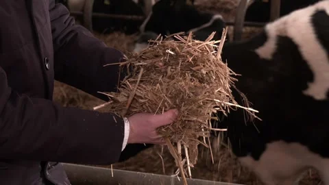 Man's hands holding a bundle of feed for cattle Stock Footage 313443965
