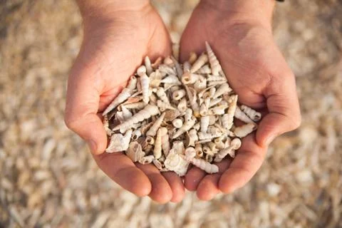 Man's hands holding seashells Stock Photos