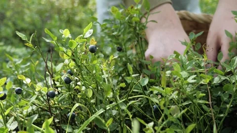 A man's hands pick blueberries in the forest. Stock Footage 275571431