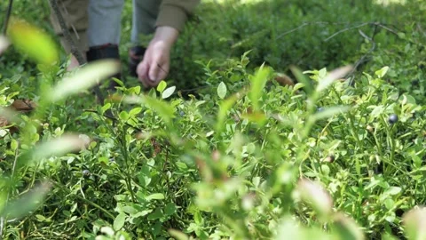 A man's hands pick blueberries in the forest. Stock Footage 275571436