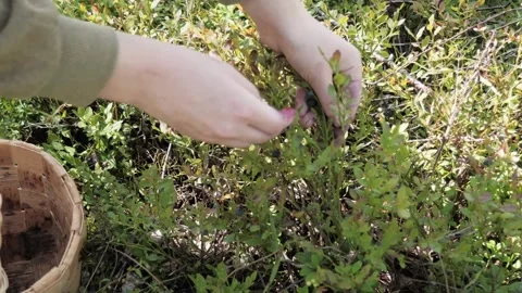 A man's hands pick blueberries in the forest. Stock Footage 275571445