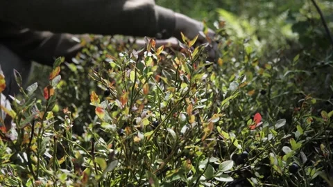 A man's hands pick blueberries in the forest. Stock Footage 275571448