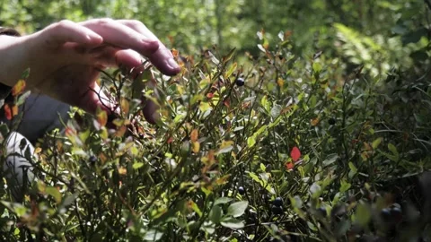 A man's hands pick blueberries in the forest. Stock Footage 275571453