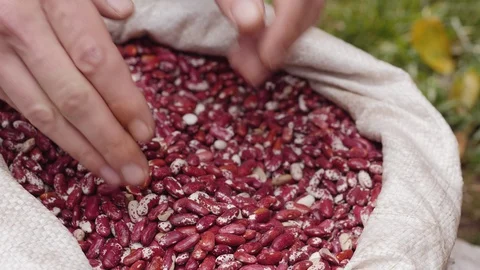 Man's hands pick up a handful of red beans from a white bag Stock Footage 97934912