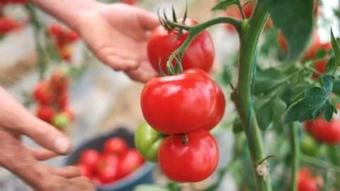 Mans hands picking ripe fresh tomatoes. Stock Footage 116790977