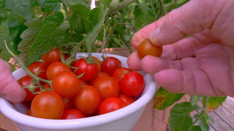 A man's hands picking a ripe red tomato and placing into a bowl with others. Stock Footage 248989456
