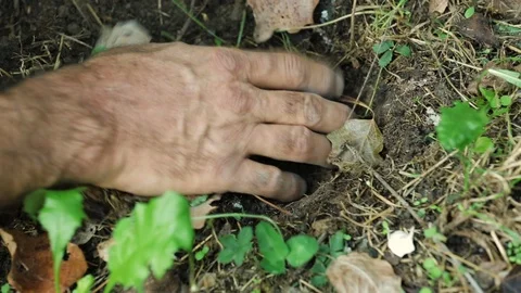 Mans hands picking white truffle from the ground Stock Footage