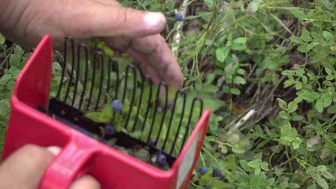 Man's hands picking wild Blueberries using a special harvester in forest. Stock Footage 136436047
