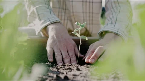Man's hands planting young vegetable sprout in garden on a sunny day Vídeo Stock 199869727