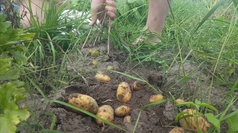 Man’s hands pulls potato plant and removes potatoes, potatoes spread on soil Vídeos de archivo 78709223
