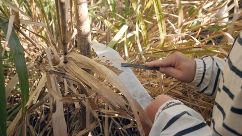 Man's hands sharpens machete in the grassy field Stock Footage 118412061
