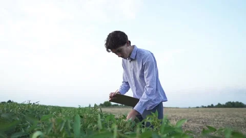 Man's hands with soybean pods, soybean plants with sunlight in the background - Stock Footage 196806033