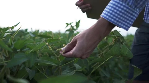 Man's hands with soybean pods, soybean plants with sunlight in the background - Stock Footage 196806687